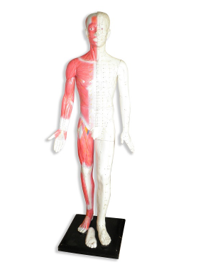 人体针灸模型