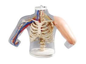 高级上臂肌肉注射及对比模型使用方法