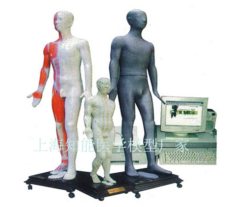 多媒体人体针灸穴位发光模型