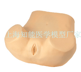 阴道后穹窿穿刺模型